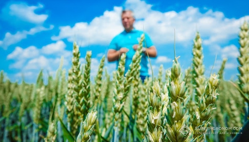 Пшеничні колоски на полі